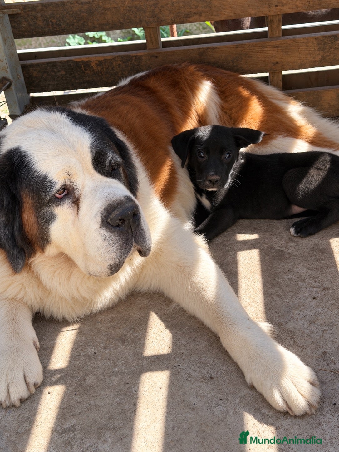 Raza Mixta perros Cruce de Sanbernardo y Gran danés - Anuncio 5