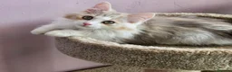 Kurilean Bobtail de Pelo Largo gatos en venta: Kurilian Bobtail  - Anuncio 1