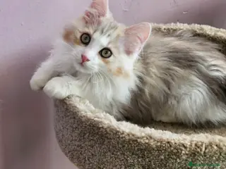 Kurilean Bobtail de Pelo Largo gatos Kurilian Bobtail - Anuncio 1