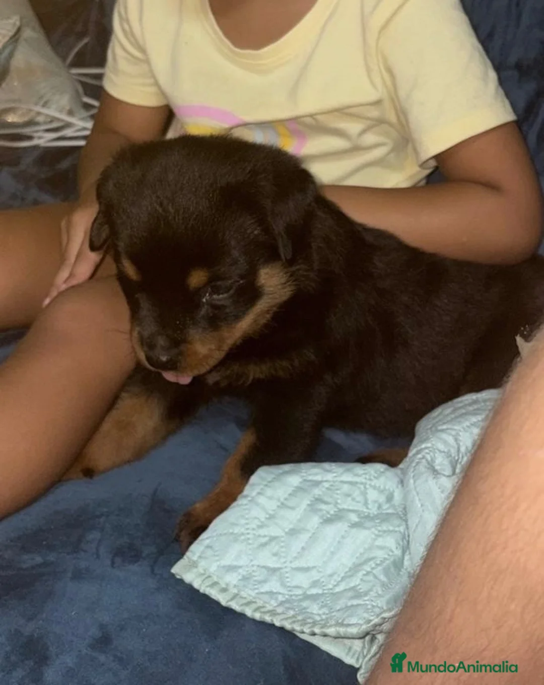Rottweiler perros en venta: Rottweiler hembra disponible🐶 - Anuncio 3