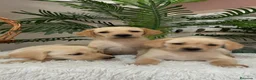 Labrador Retriever perros en venta: LABRADOR RETIREVER - Anuncio 17