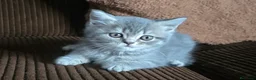 Scottish Straight gatos en venta: Gatcot.com - Anuncio 2