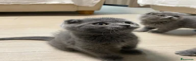 Scottish Fold 3