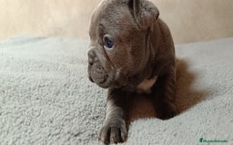 Bulldog Francés perros en venta: Bulldog francés  en León - Imagen 10