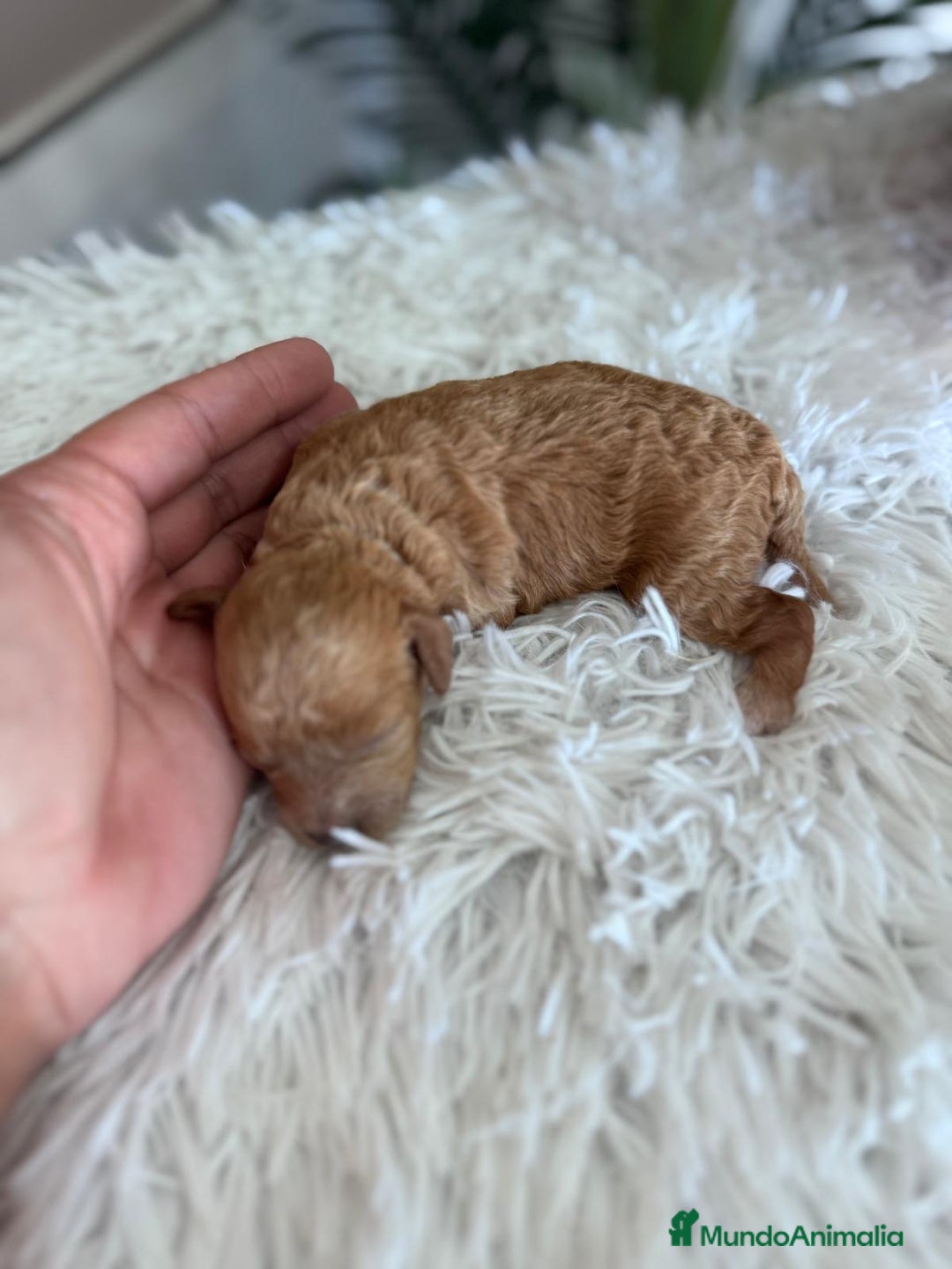 Caniche Toy perros en venta: CANICHE TOY HEMBRA - Imagen 6