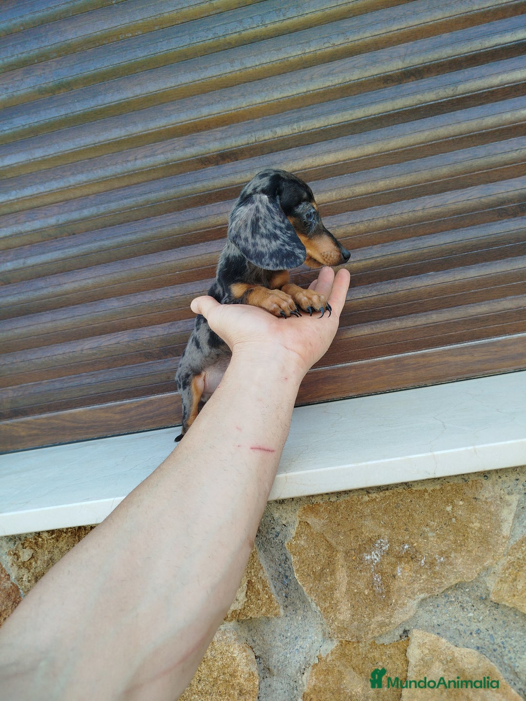 Teckel Miniatura perros en venta: Teckel mini  - Imagen 4