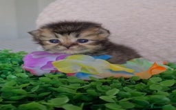 Británico de Pelo Corto Azul gatos en venta: Brithis varios colores pelo corto y largo  - Imagen 6