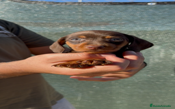 Teckel perros en venta: DULZURA DE TECKEL KANINCHEN  - Imagen 2