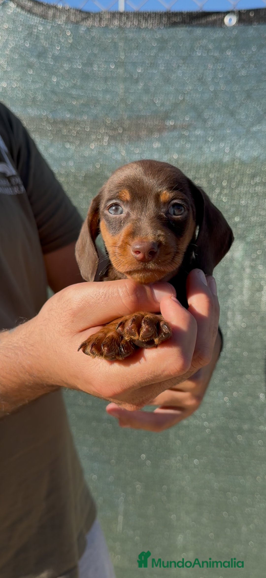 Teckel perros en venta: DULZURA DE TECKEL KANINCHEN  - Imagen 2
