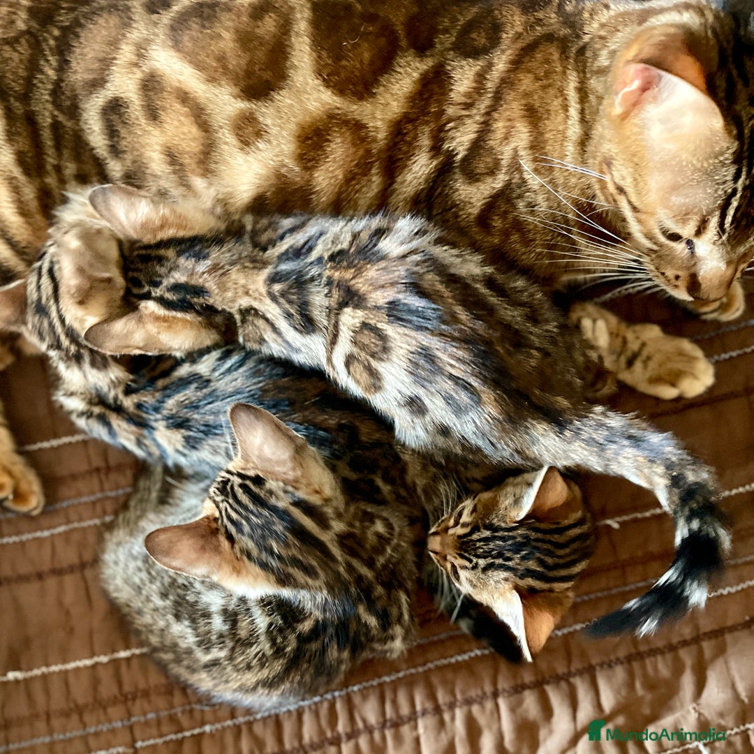 Bengalí gatos en venta: Hembritas de Gato Bengalí - Imagen 7