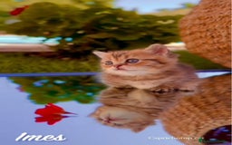 Munchkin gatos en venta: Gatitos Munchkin Scottish Kilt - Imagen 3
