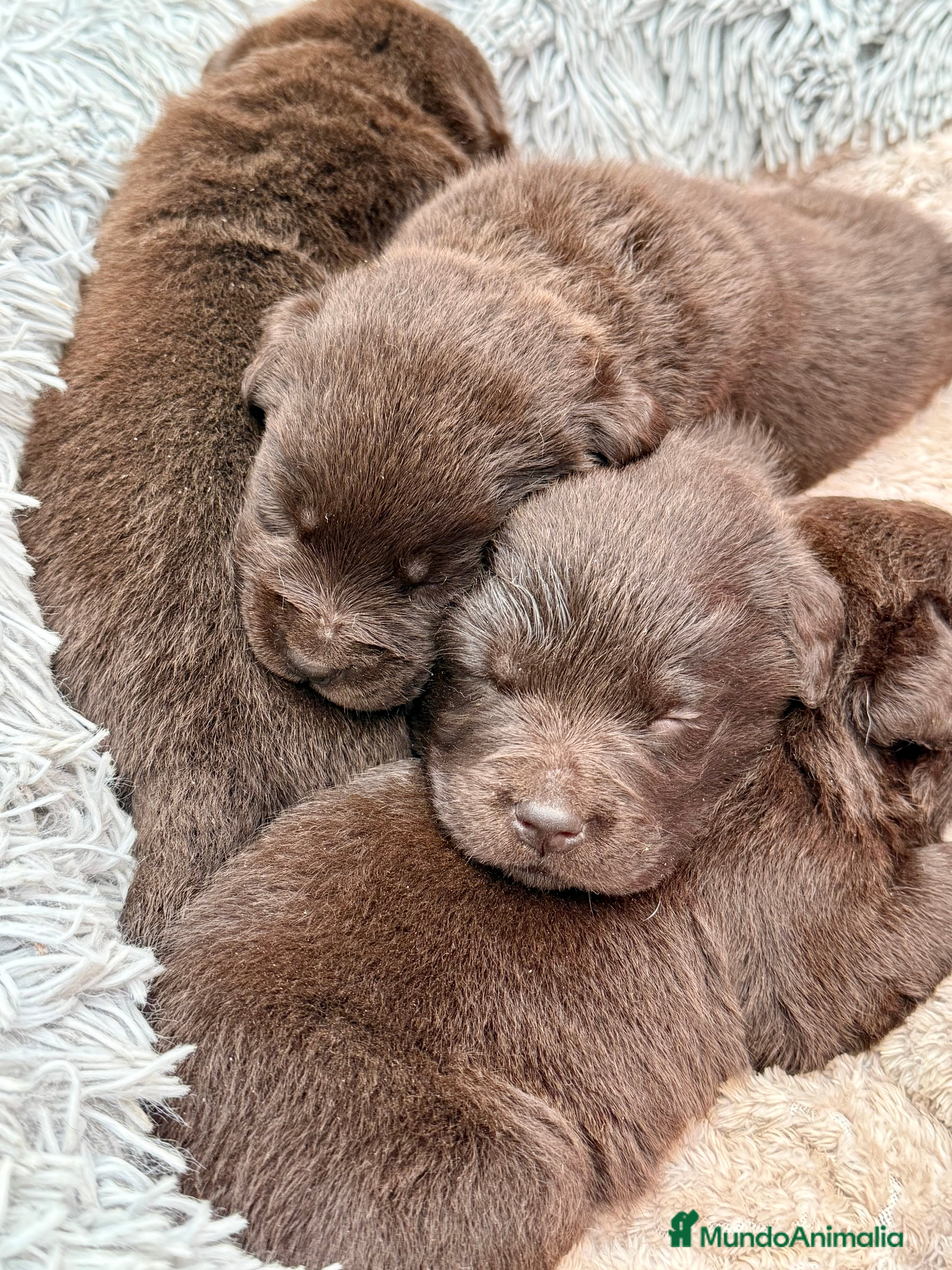 Labrador Retriever perros Labrador Retrieber - Anuncio 39