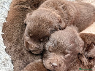 Labrador Retriever perros en venta: Labrador Retrieber - Anuncio 2