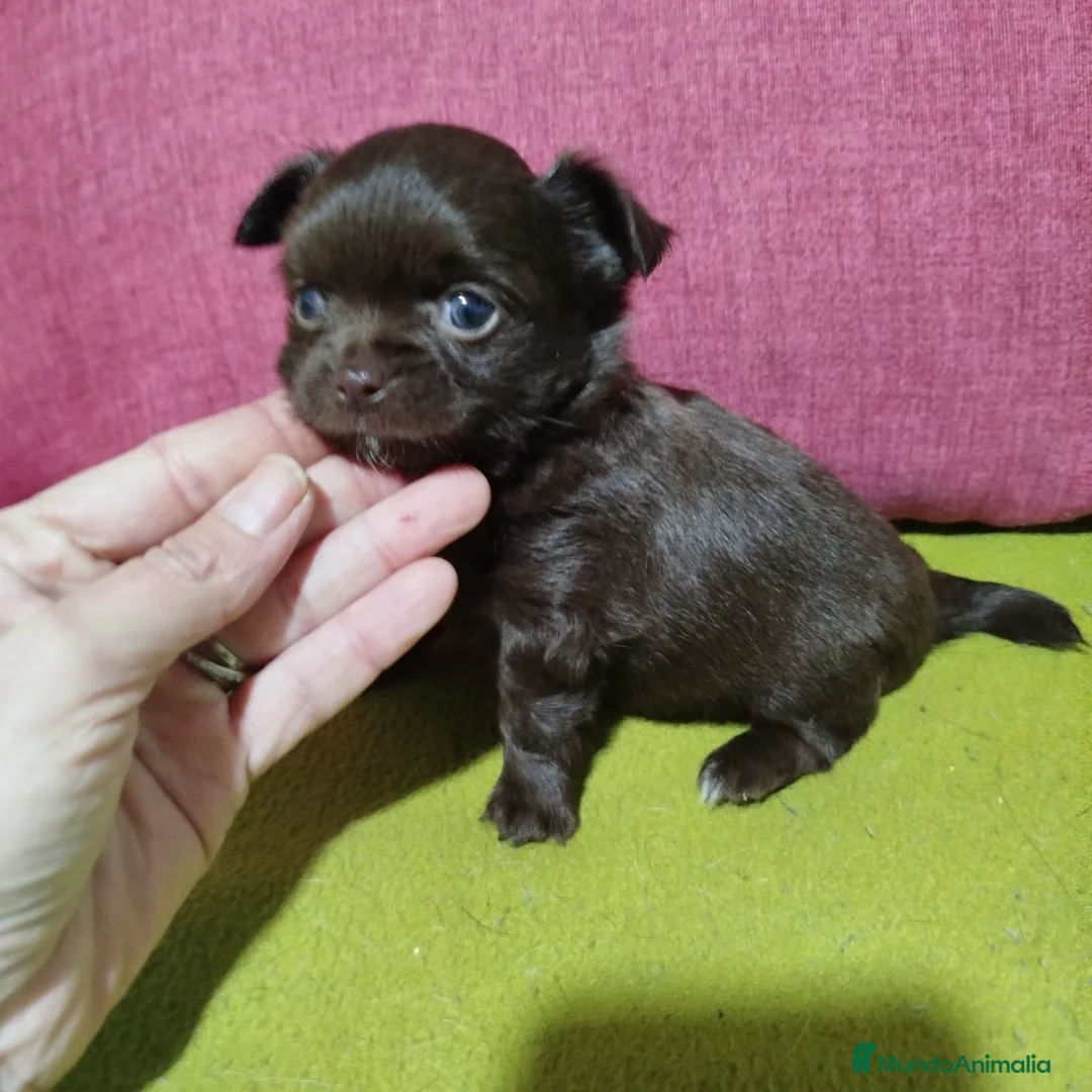 Chihuahua perros en venta: Chihuahua Pelo Largo - Anuncio 2