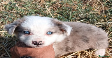 Border Collie perros - Propaganda 10