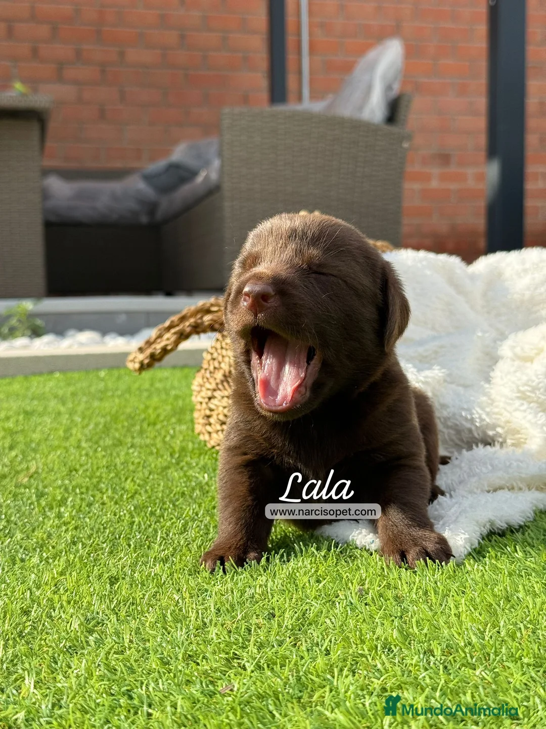 Labrador Retriever perros en venta: LABRADOR HEMBRA - Anuncio 8