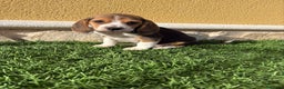 Beagle perros en venta: Beagle cachorro macho línea francesa  - Anuncio 4