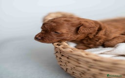 Caniche Toy perros en venta: Caniche toy rojos machos - Imagen 13