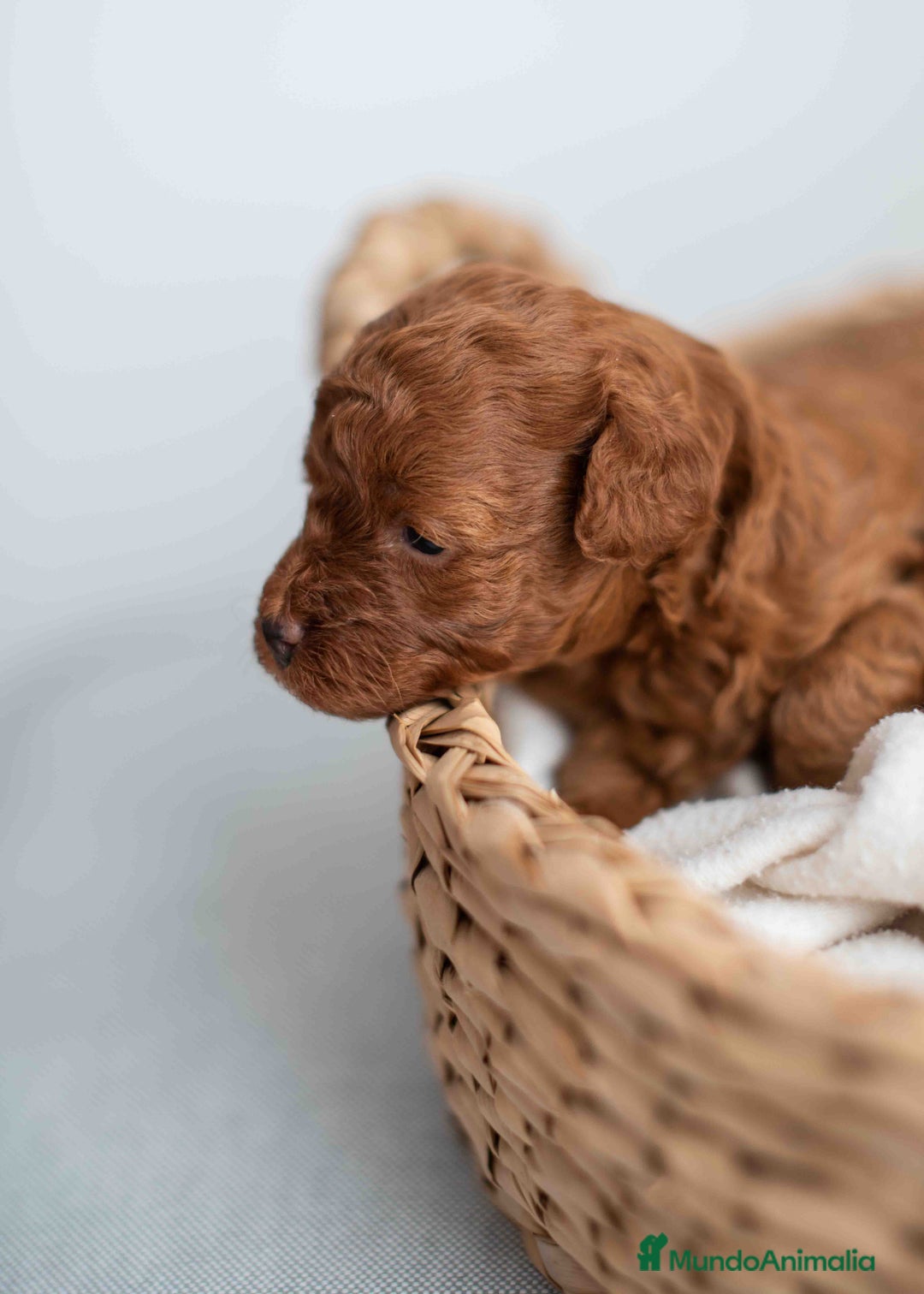 Caniche Toy perros en venta: Caniche toy rojos machos - Imagen 13