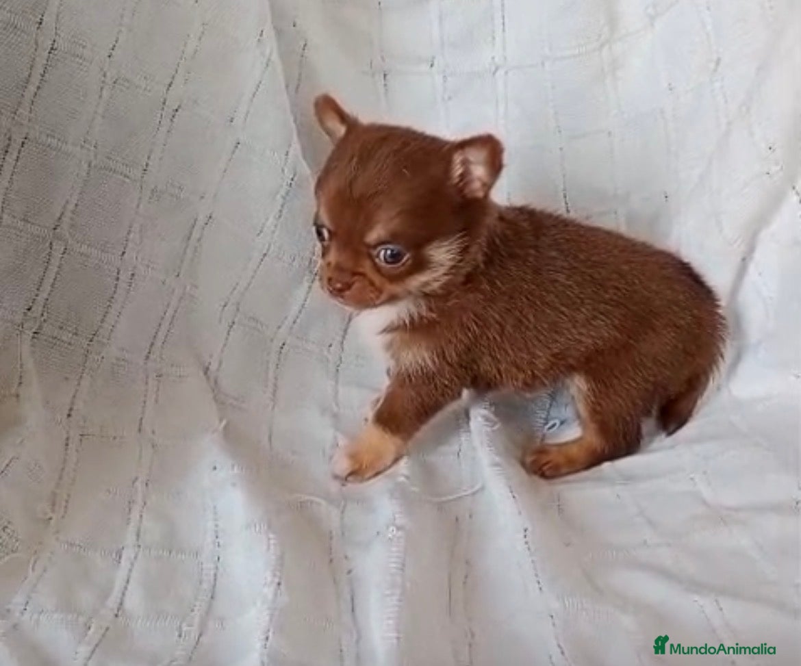 Chihuahua perros Chihuhua hembra  - Anuncio 1