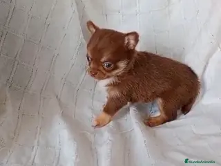 Chihuahua perros Chihuhua hembra - Anuncio 1