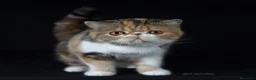 Exótico de Pelo Corto gatos en venta: Exótico short hair - Anuncio 6