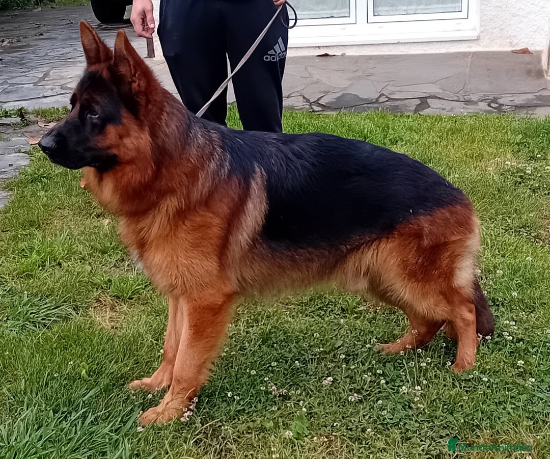 Pastor Alemán perros en venta: Pastores alemanes de CARMARGUT - Imagen 1