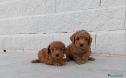 Caniche Toy perros en venta: CANICHE TOY - Imagen 2