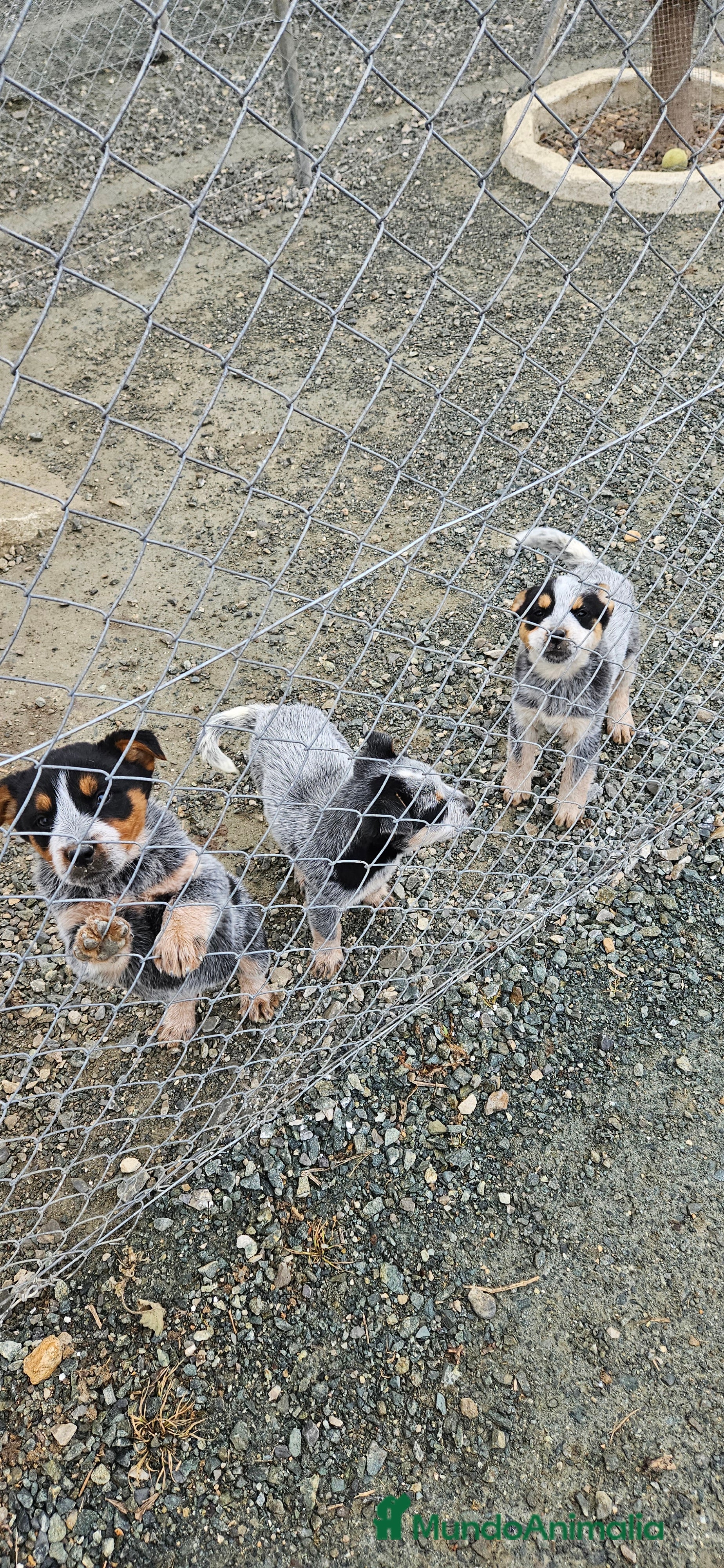 Pastor Australiano perros Excelente camada de boyero australiano  - Anuncio 1