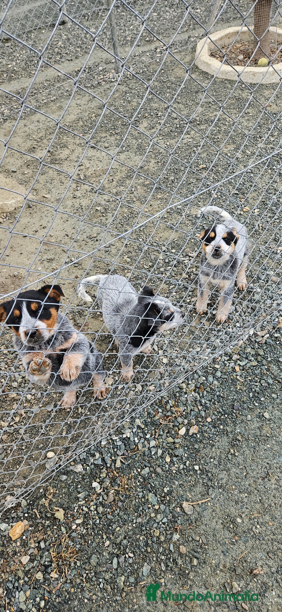 Pastor Australiano perros en venta: Excelente camada de boyero australiano  - Anuncio 1