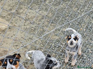 Pastor Australiano perros Excelente camada de boyero australiano - Anuncio 1