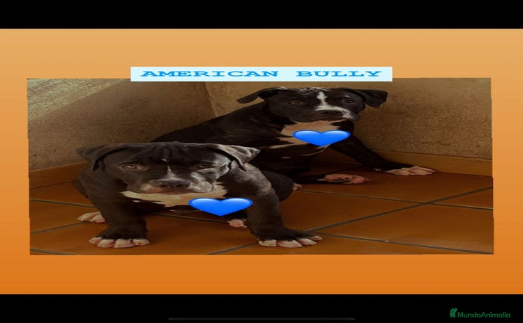 American Bully perros - Anuncio 3