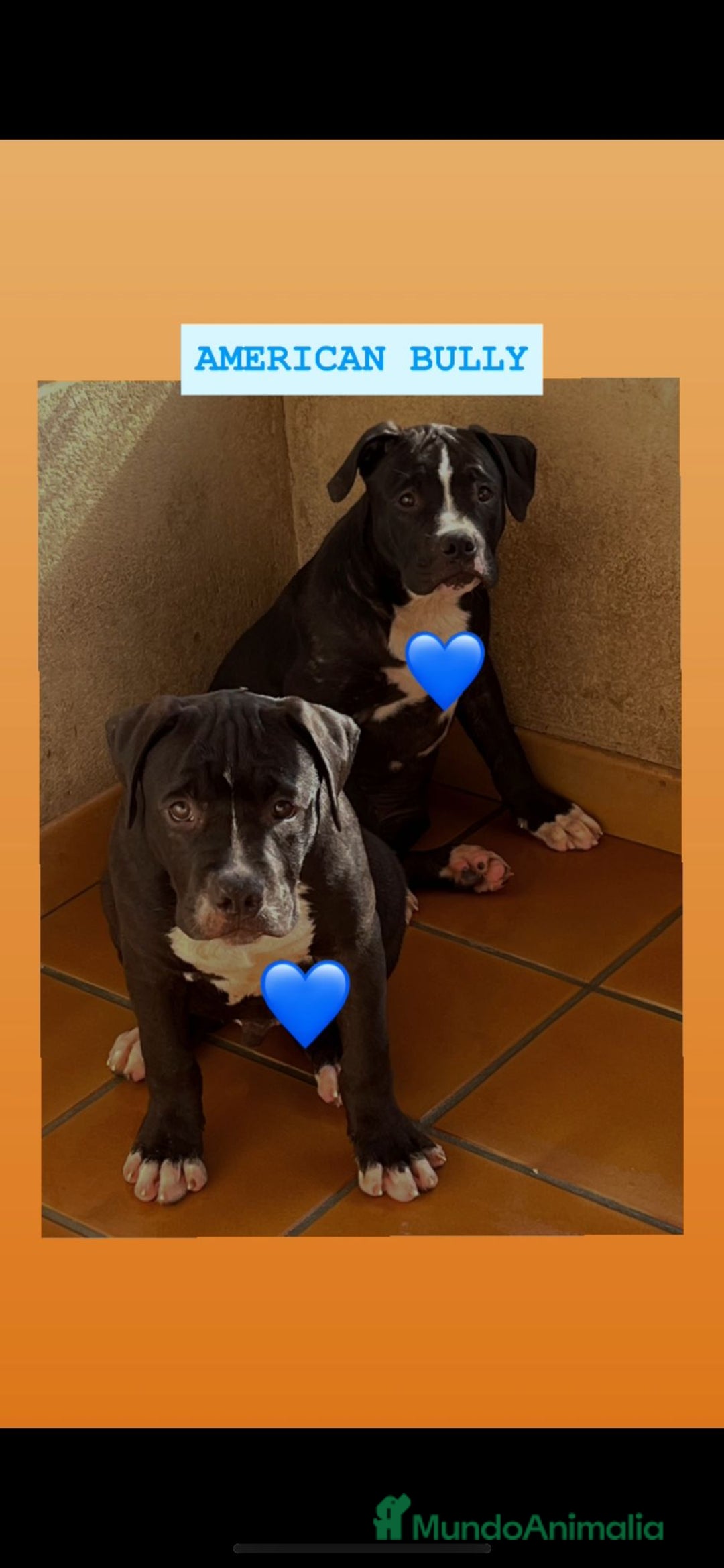 American Bully perros en venta: AMERICAN BULLY XL  - Imagen 1
