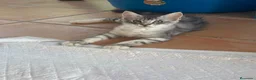 Maine Coon gatos en venta: Precioso cachorro Maine Coon - Anuncio 6