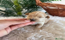 Maltipoo perros en venta: MALTIPOO MACHO - Anuncio 6