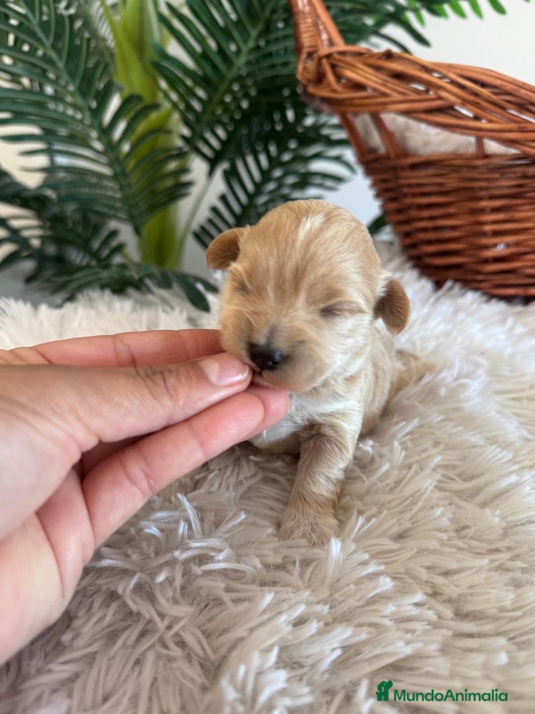 Maltipoo perros en venta: MALTIPOO MACHO - Anuncio 6