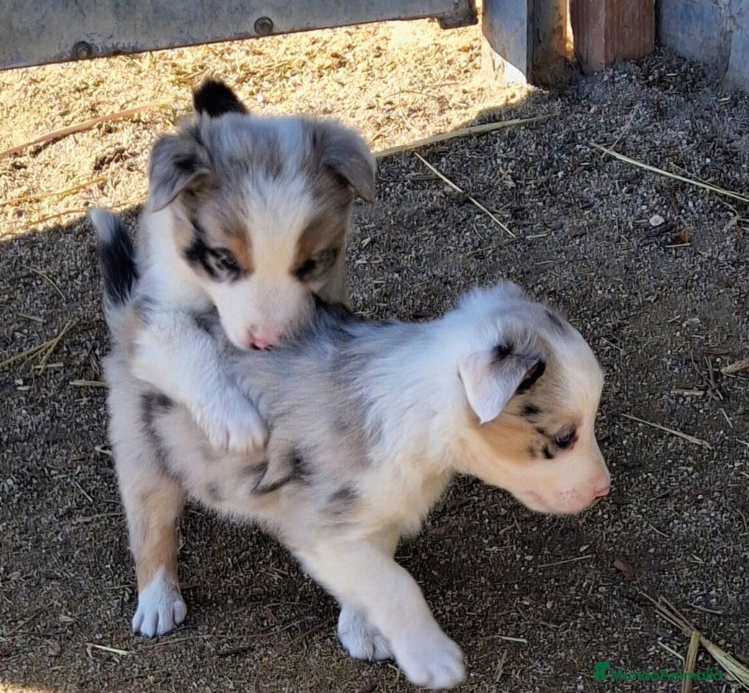 Border Collie perros en venta: Boder collie Getafe - Anuncio 2