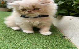 Británico de Pelo Largo gatos en venta: Hembra British Bicolor - Imagen 1