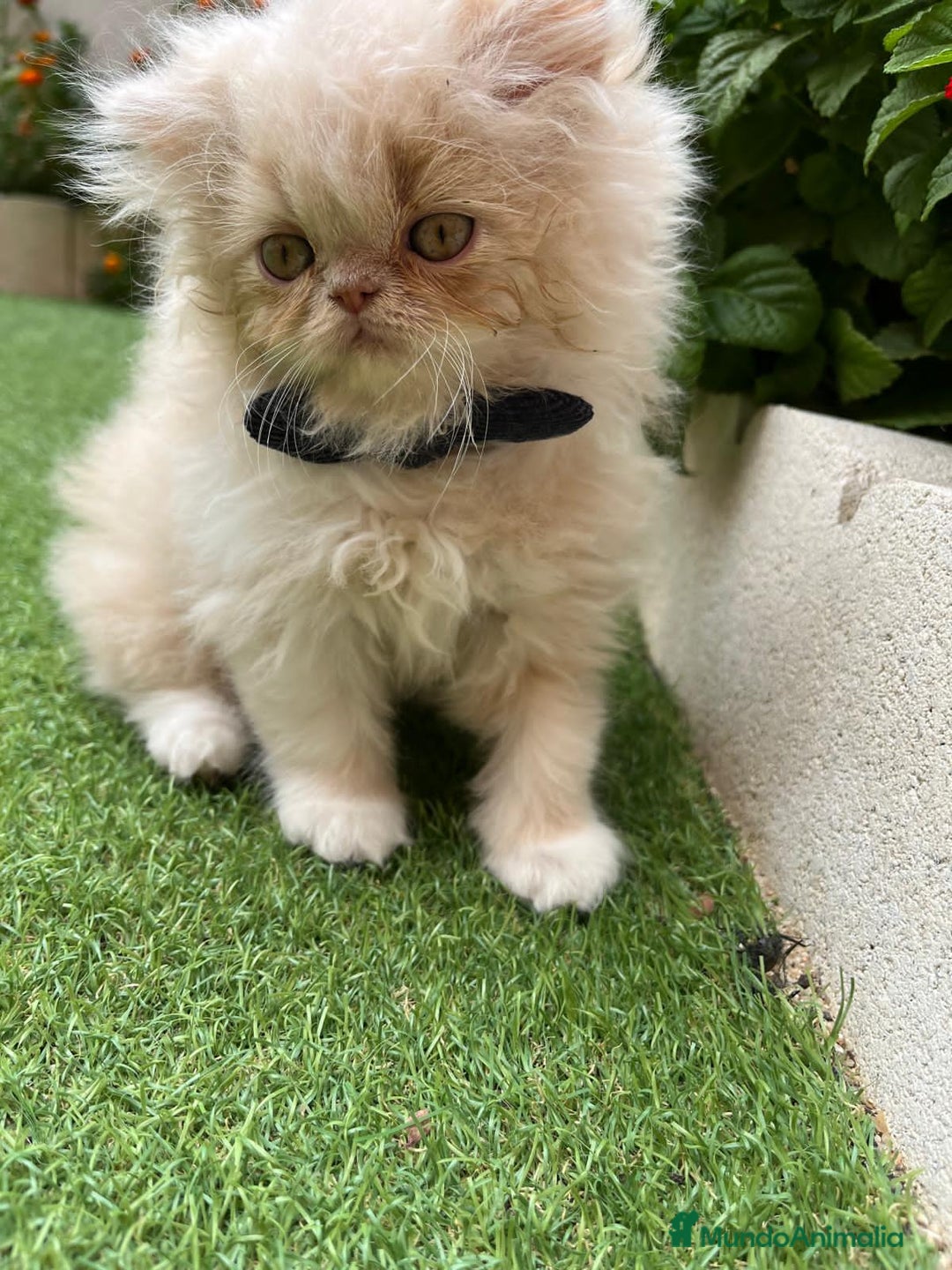 Británico de Pelo Largo gatos en venta: Hembra British Bicolor - Imagen 1