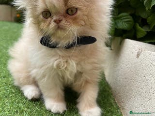 Británico de Pelo Largo gatos Hembra British Bicolor - Anuncio 2