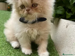 Británico de Pelo Largo gatos Hembra British Bicolor - Anuncio 3