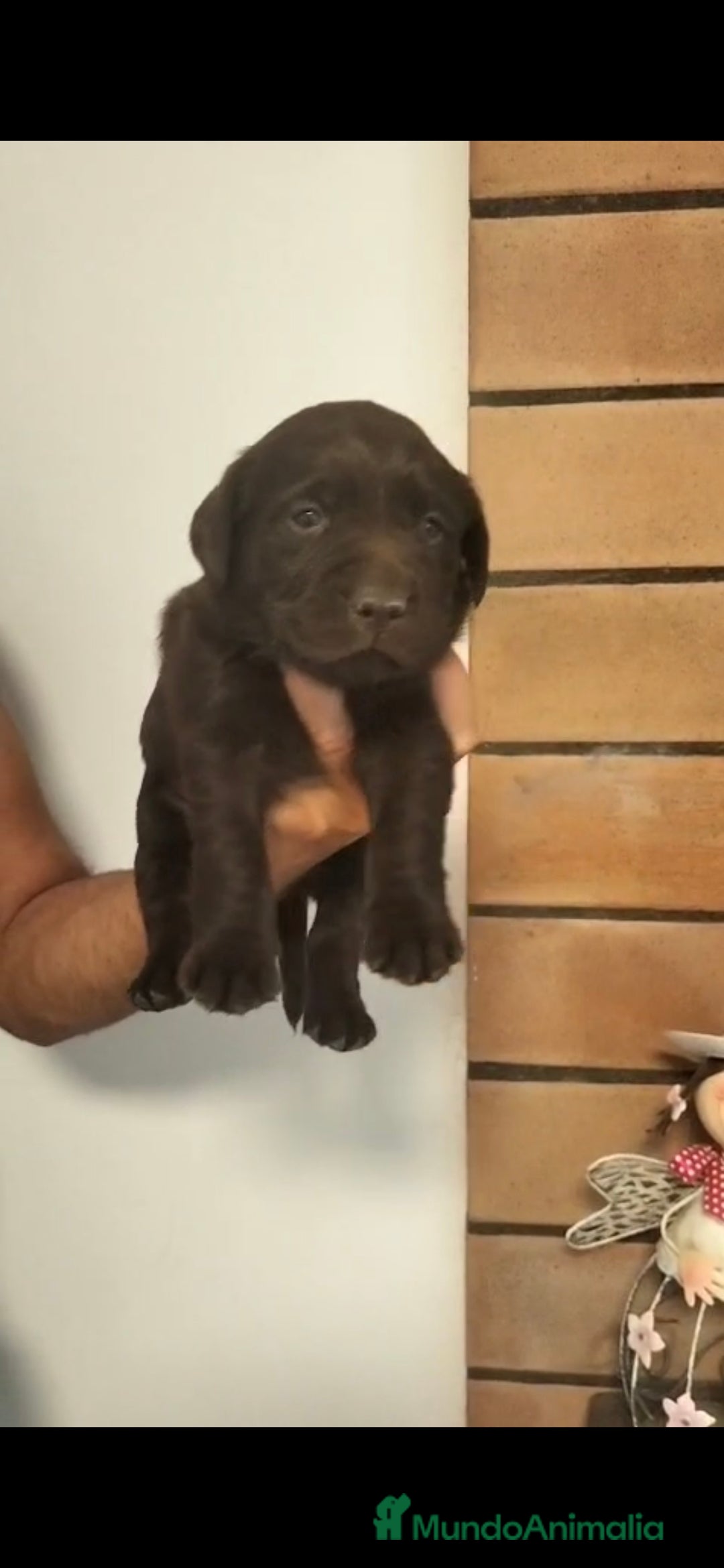 Labrador Retriever perros en venta: LABRADOR RETRIEVER CHOCOLATES - Imagen 2