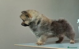 Pomerania perros en venta: 🌟✨ Cachorrito Pomerania Enano en Venta ✨🌟 - Imagen 2