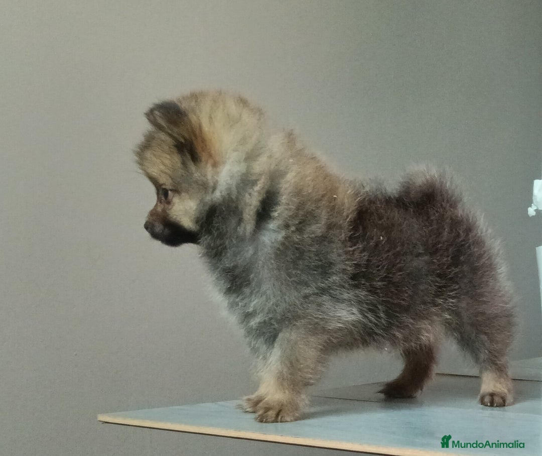 Pomerania perros en venta: 🌟✨ Cachorrito Pomerania Enano en Venta ✨🌟 - Imagen 2