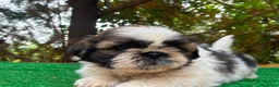 Shih Tzu perros en venta: Machitos de shih tzu - Anuncio 8