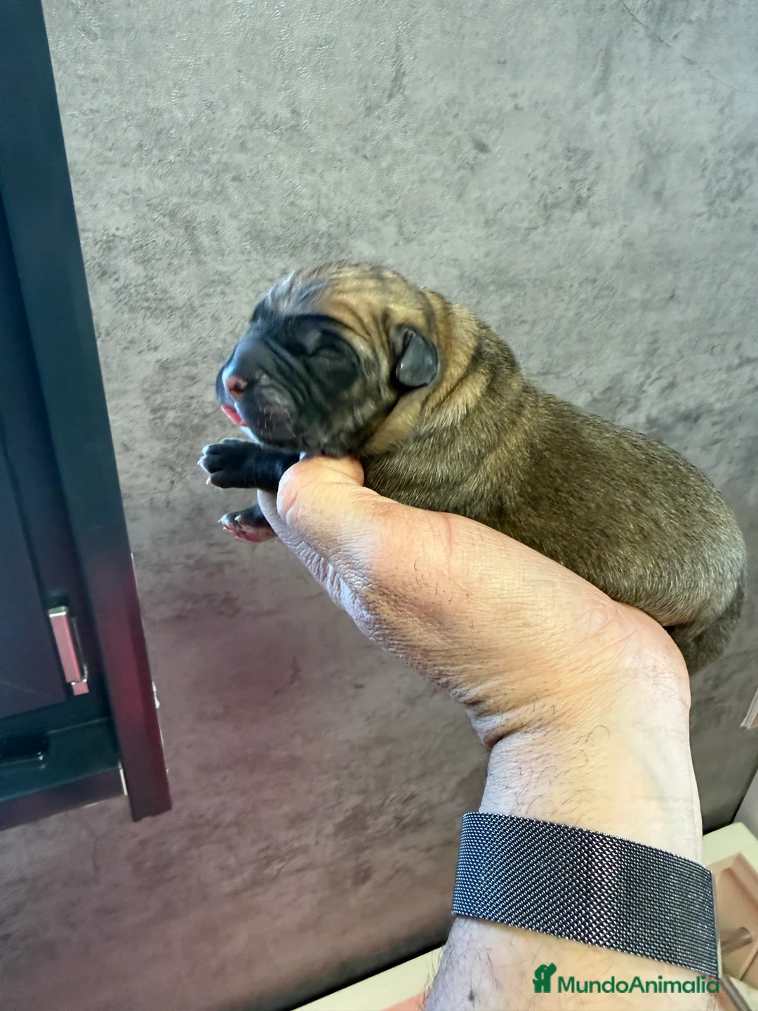 Cane Corso perros en venta: Camada Cane corso - Anuncio 3