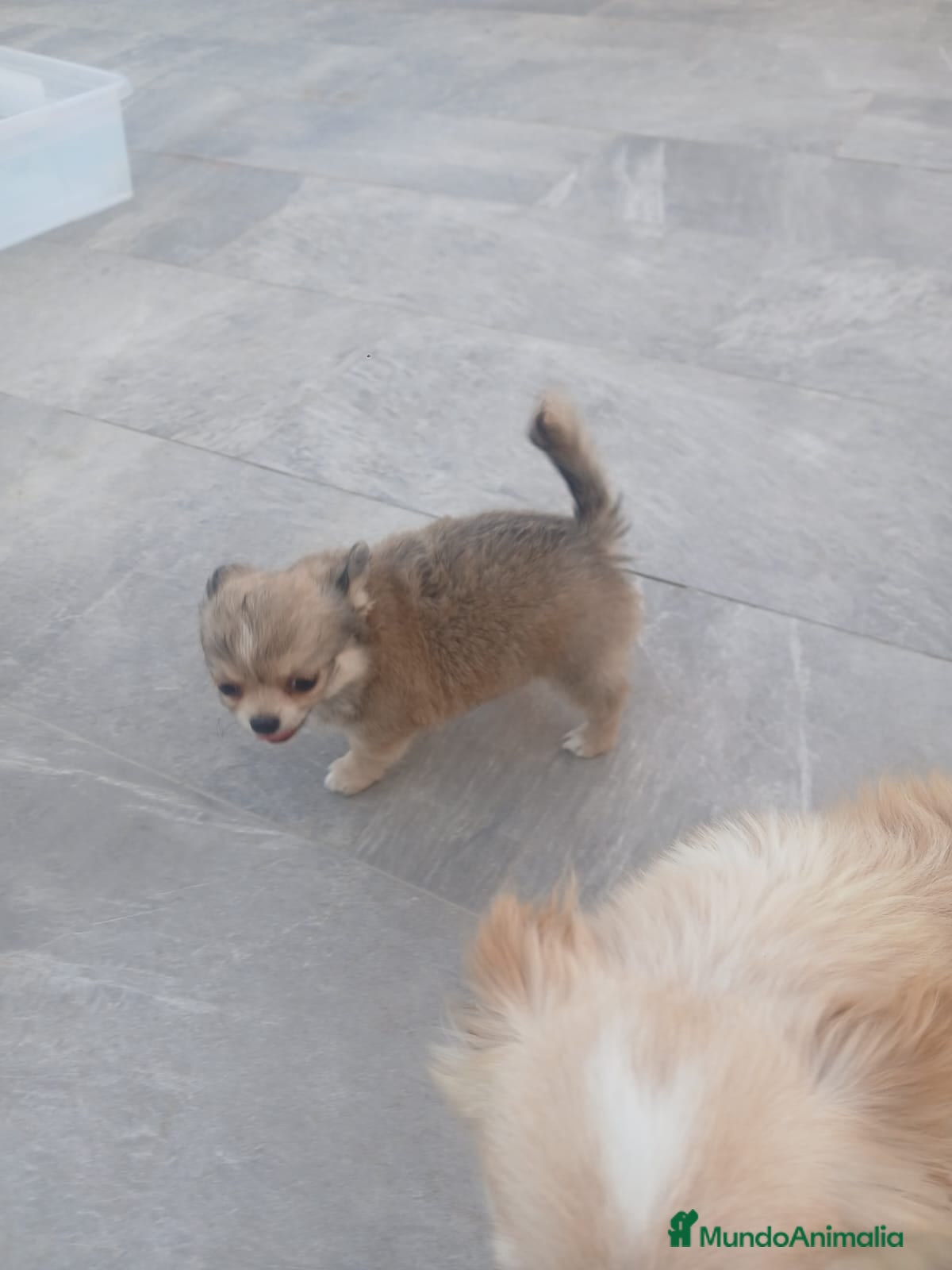 Chihuahua perros Chihuahua - Anuncio 1
