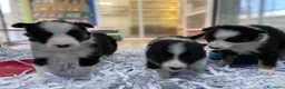 Border Collie perros en venta: Border collie 450€ ¡PRECIO REAL! - Anuncio 5