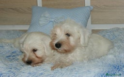 Pinscher Miniatura perros en venta: CACHORRITOS DE SCHNAUZER MINIATURA  - Imagen 9