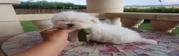 Bichón Maltés perros en venta: Bichon Maltes  - Anuncio 2